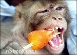 funny-monkey-eating-popsicle-funny-wallpaper